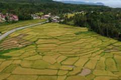 rice-terraces